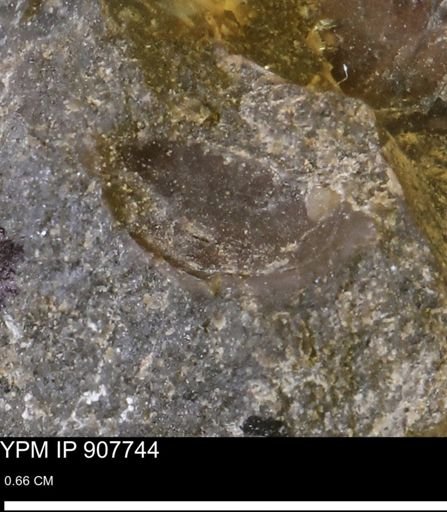 undet. Mollusca