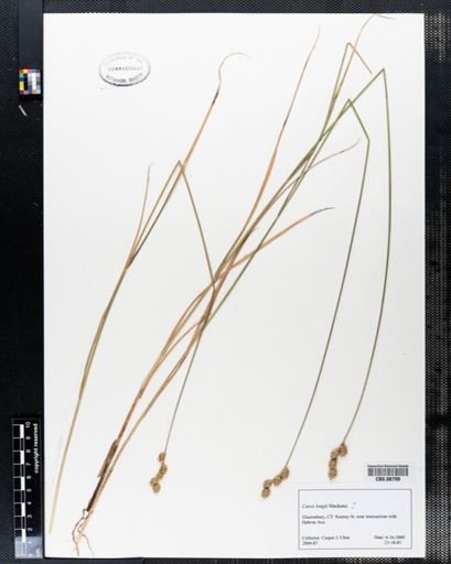 Carex longii