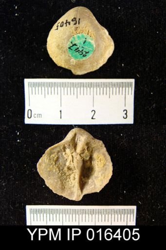 Gypidula sp.