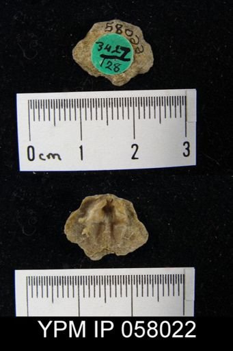 Dalmanella perelegans