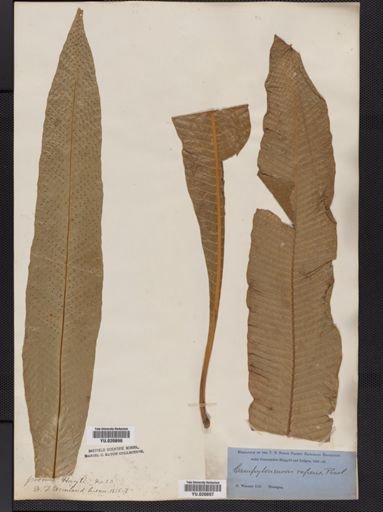 Polypodium