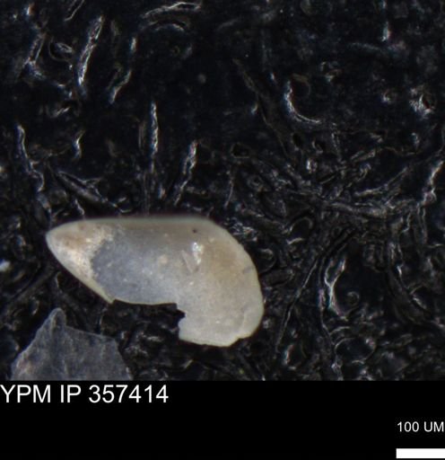 undet. Ostracoda
