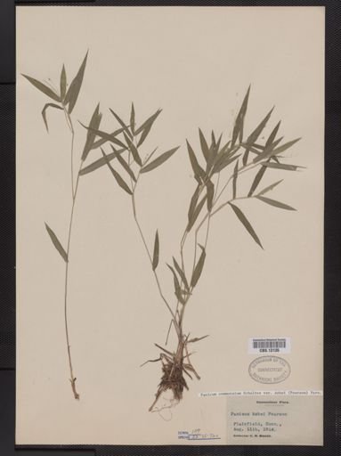 Panicum commutatum