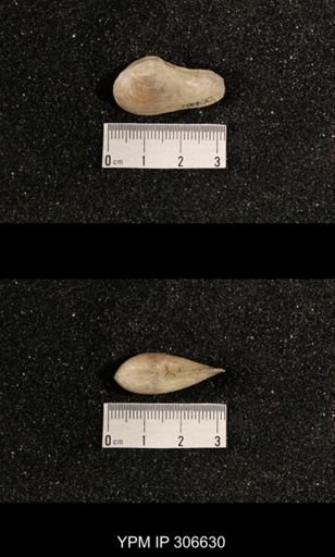 Phestia bellistriata