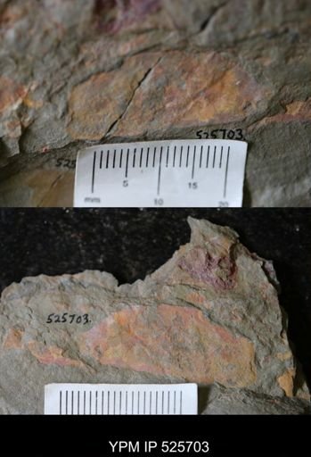 undet. Porifera