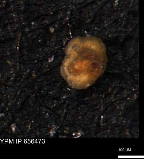 Glomospira reata