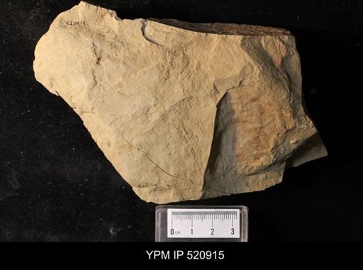 undet. Brachiopoda