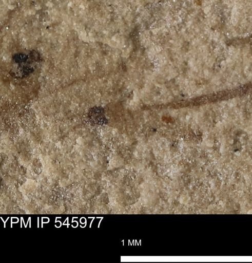 taxon undetermined