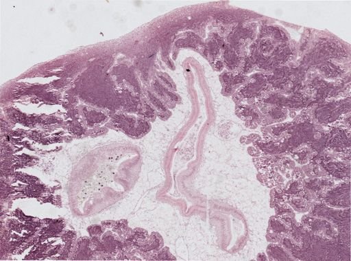 Crassostrea virginica