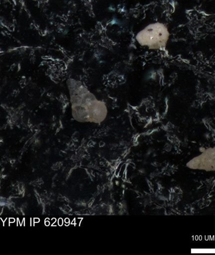 undet. Heterohelicidae