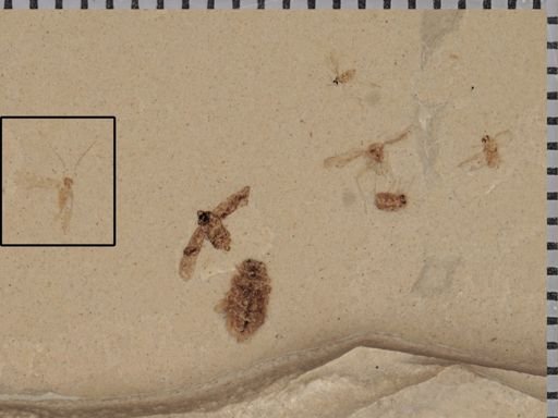 Psocoptera?