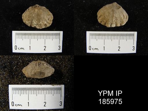 Meekella striatocostata