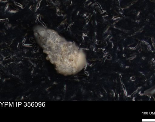 undet. Foraminiferida