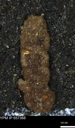 Ammobaculites euides