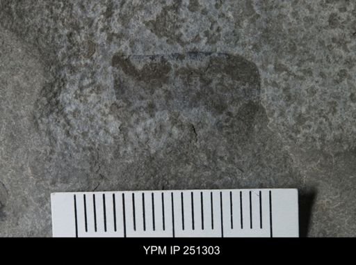 undet. Eurypterida