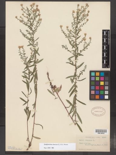 Symphyotrichum dumosum