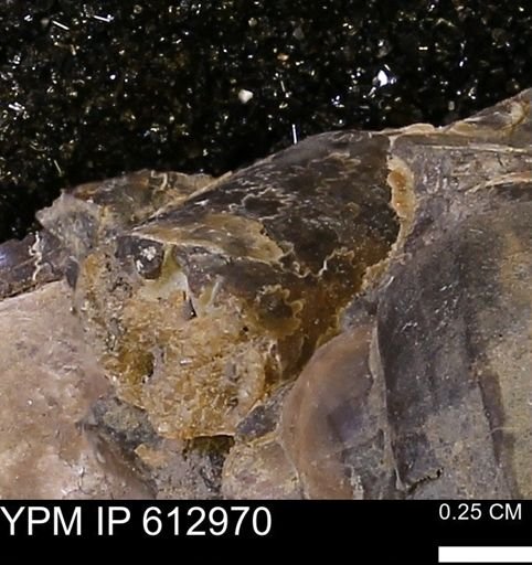 Baculites sp.