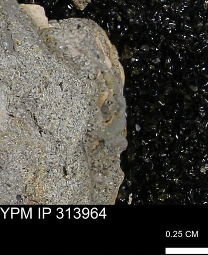 undet. Mollusca