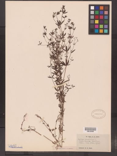 Galium tinctorium