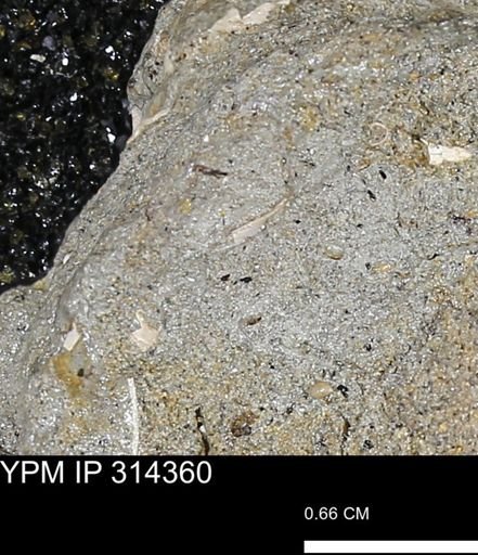 undet. Scaphopoda