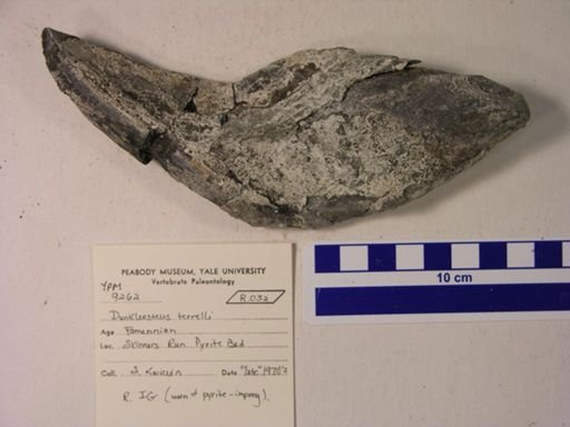 Dunkleosteus terrelli