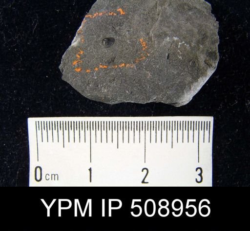 Acrotreta sp.