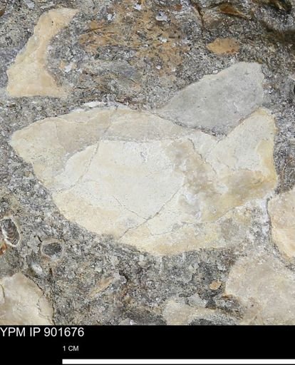 Inoceramus sp.