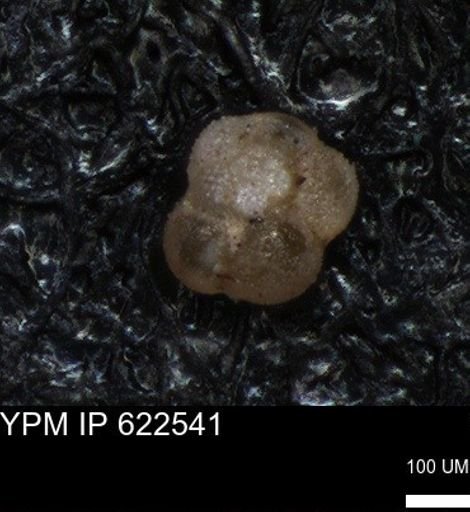 undet. Foraminiferida