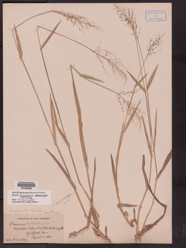 Panicum sphaerocarpon