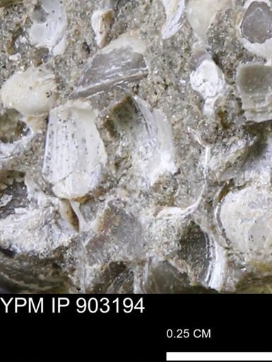 undet. Bivalvia