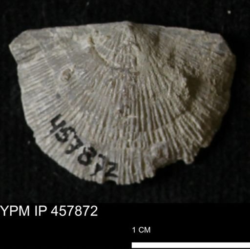 Strophodonta sp.