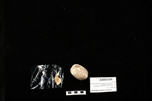 Kinosternon subrubrum hippocrepis