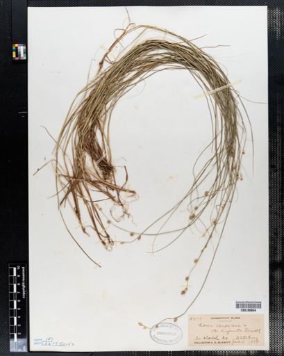 Carex canescens