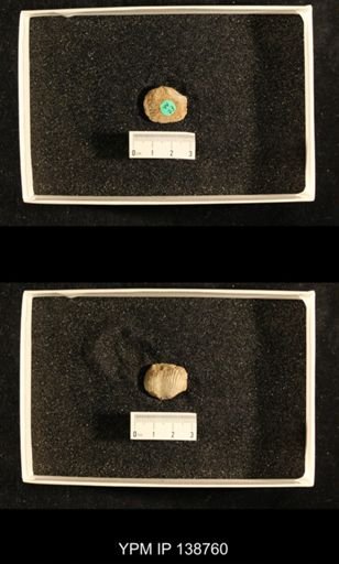 Productus (Dictyoclostus) gratiosus