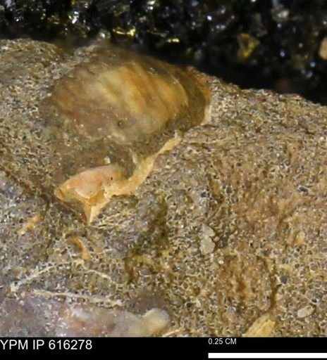 undet. Mollusca
