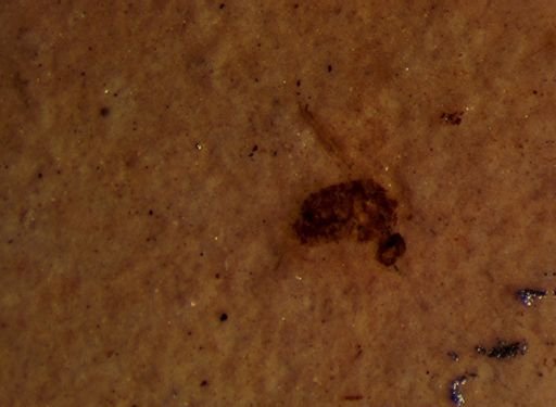 undet. Diptera