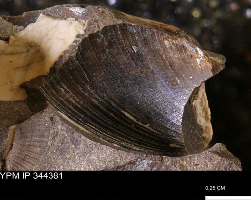 Limopsis striatopunctatus