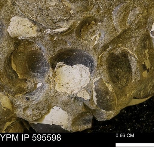 Protocardia sp.