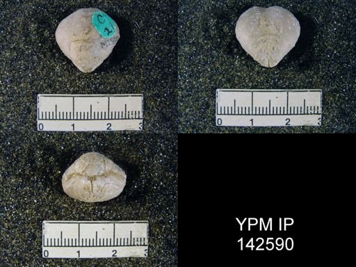 Spirigerella grandis