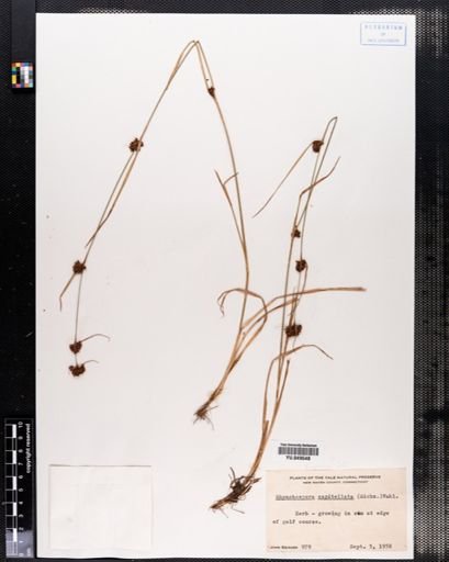 Rhynchospora capitellata