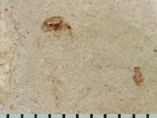 undet. Curculionidae
