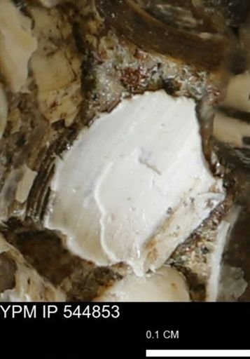 Corbulamella gregaria
