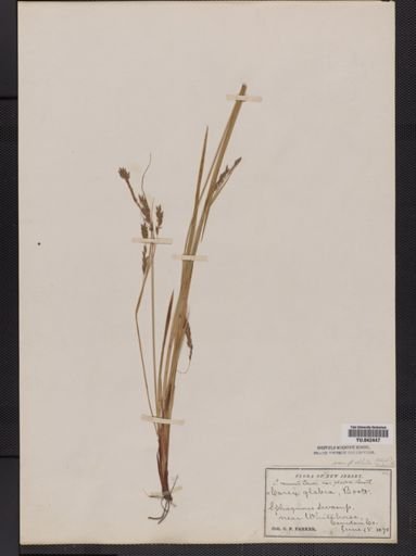 Carex venusta