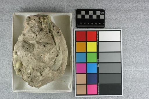 Eporeodon major
