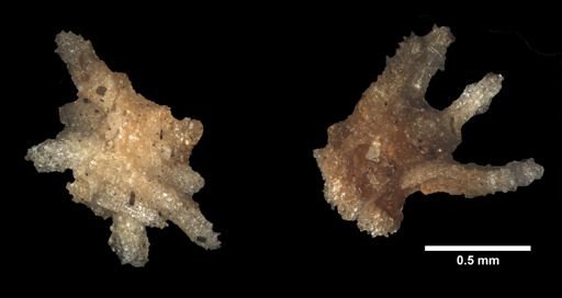 Solaster stimpsoni