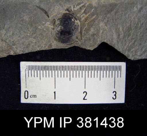 Barroisella sp.