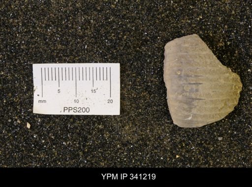 undet. Scaphitidae