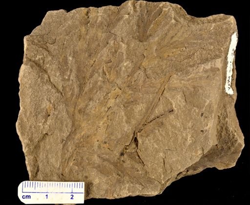 Thyrsopteris brevipennis