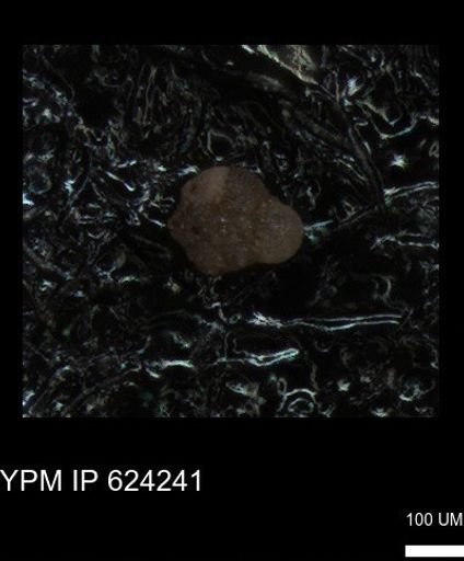 undet. Foraminiferida