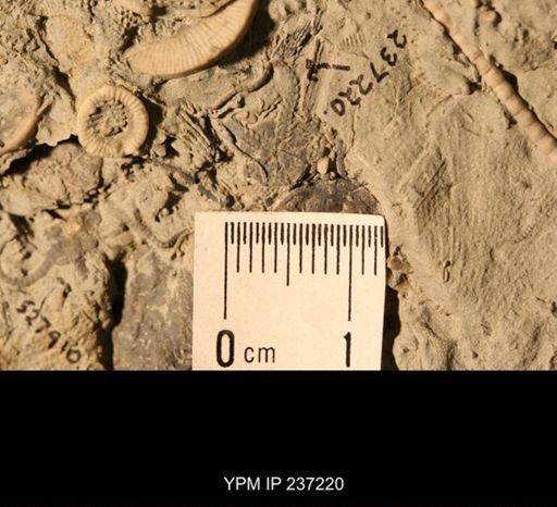 Aganaster gregarius